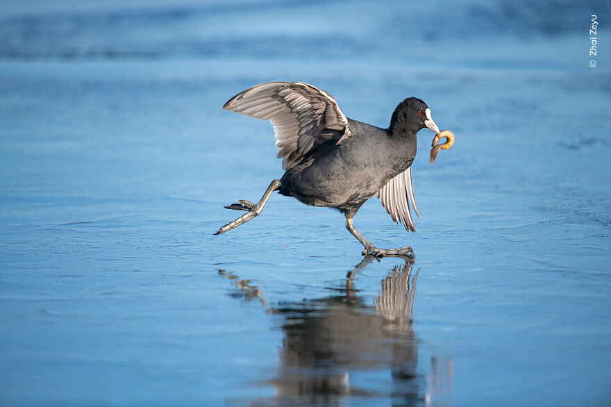 Coot On Ice By Zhai Zeyu, China, Highly Commended, 10 Years And Under