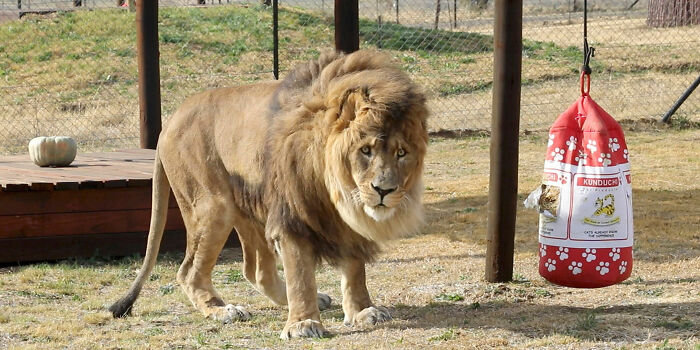 Lion Ruben steps onto African soil first time and plays with his punching bag with catnip