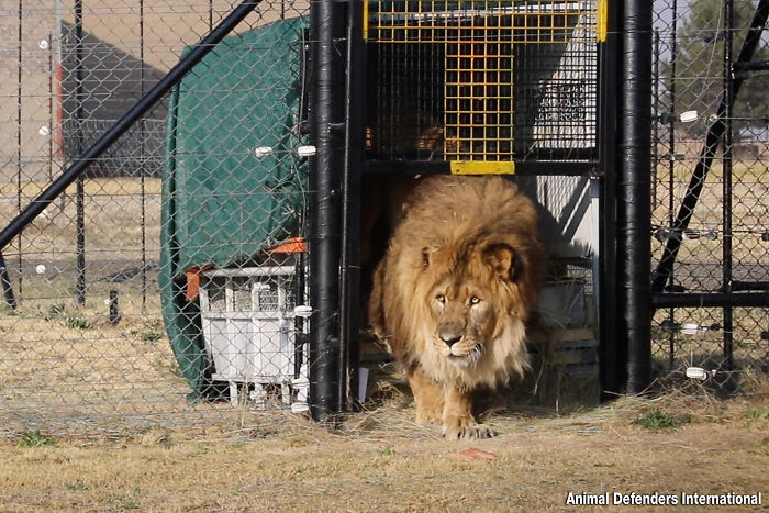 Lion Ruben steps onto African soil first time Lion Ruben steps onto African soil first time