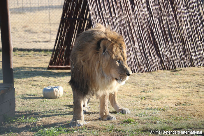 Lion Ruben walking Lion Ruben walking