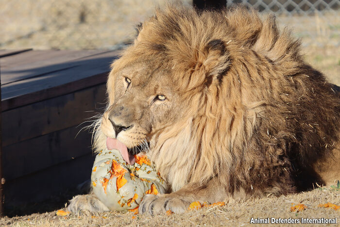 Lion Ruben in South Africa, ADI Wildlife Sanctuary