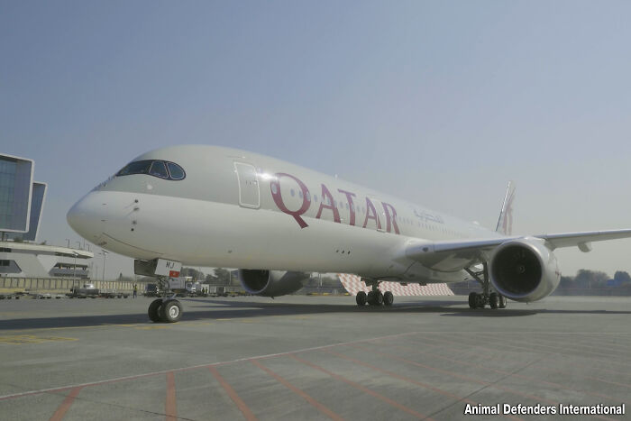 Qatar plane with the lion onboard