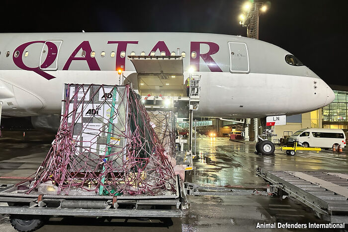 Lion Ruben arriving to South Africa Lion Ruben arriving to South Africa