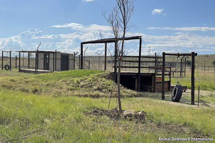 Lion Ruben new habitat in South Africa Lion Ruben new habitat in South Africa