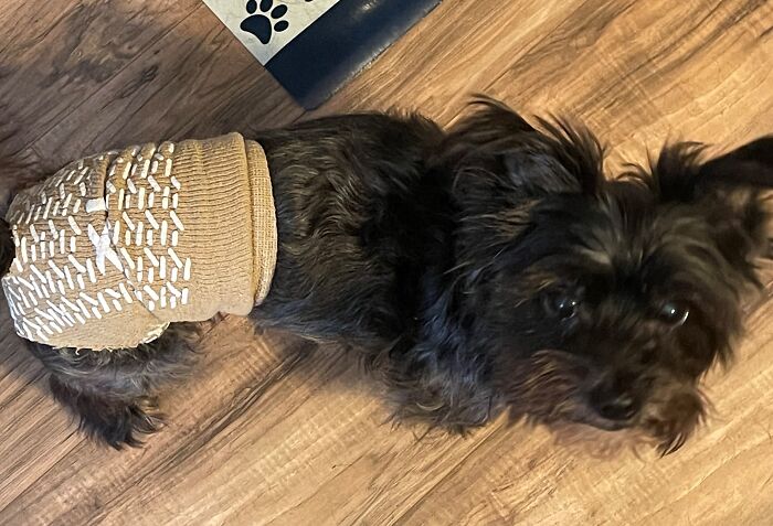 Had To Make Undies Out Of A Sock When My Little Mio Had A Gland Abscess...he Still Looked Cute Even Though He Had The Look Of Murder In His Eyes