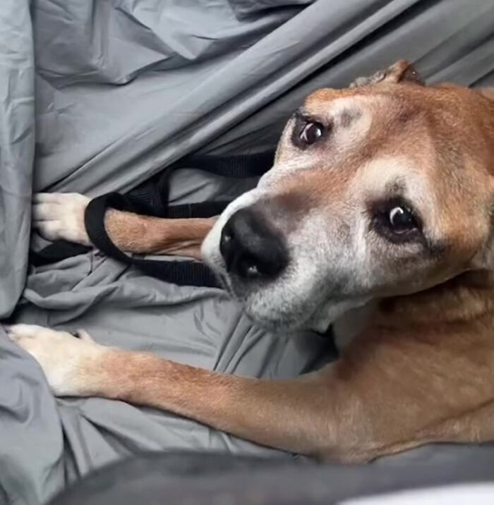 TikTok User Shared Emotional Last Day With Her Dog, Touched Almost 10 Million People Online
