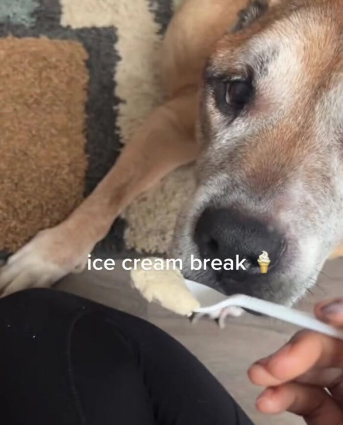 TikTok User Shared Emotional Last Day With Her Dog, Touched Almost 10 Million People Online TikTok User Shared Emotional Last Day With Her Dog, Touched Almost 10 Million People Online