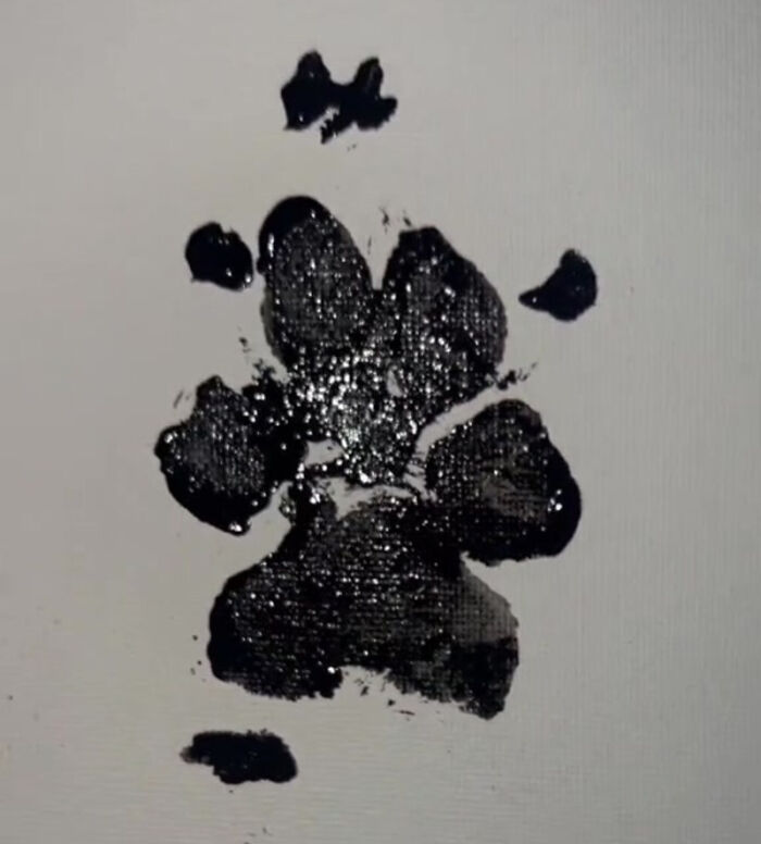 TikTok User Shared Emotional Last Day With Her Dog, Touched Almost 10 Million People Online TikTok User Shared Emotional Last Day With Her Dog, Touched Almost 10 Million People Online