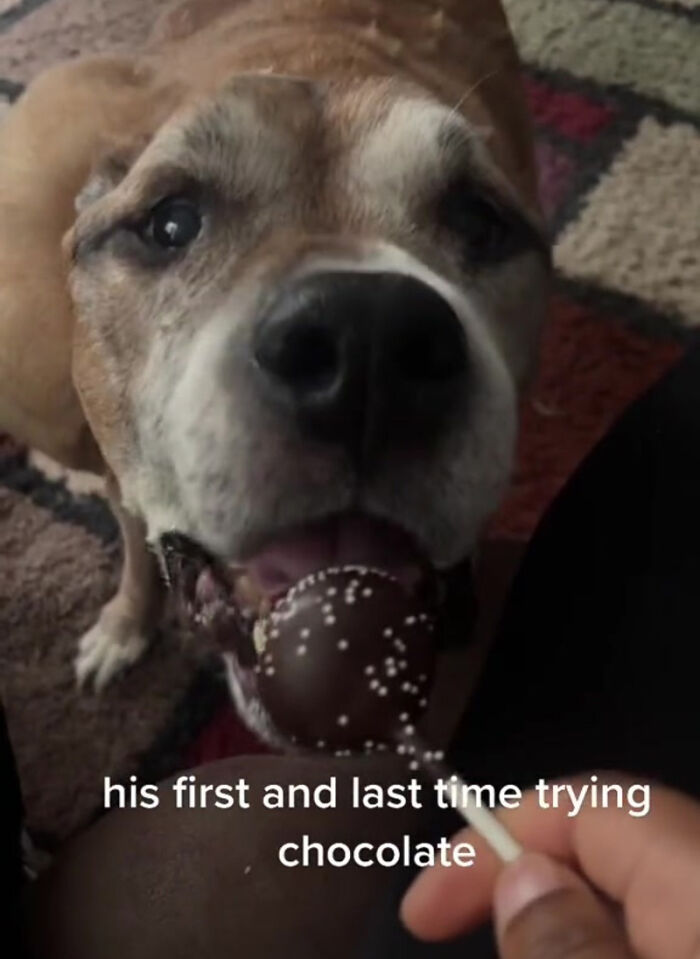 TikTok User Shared Emotional Last Day With Her Dog, Touched Almost 10 Million People Online TikTok User Shared Emotional Last Day With Her Dog, Touched Almost 10 Million People Online