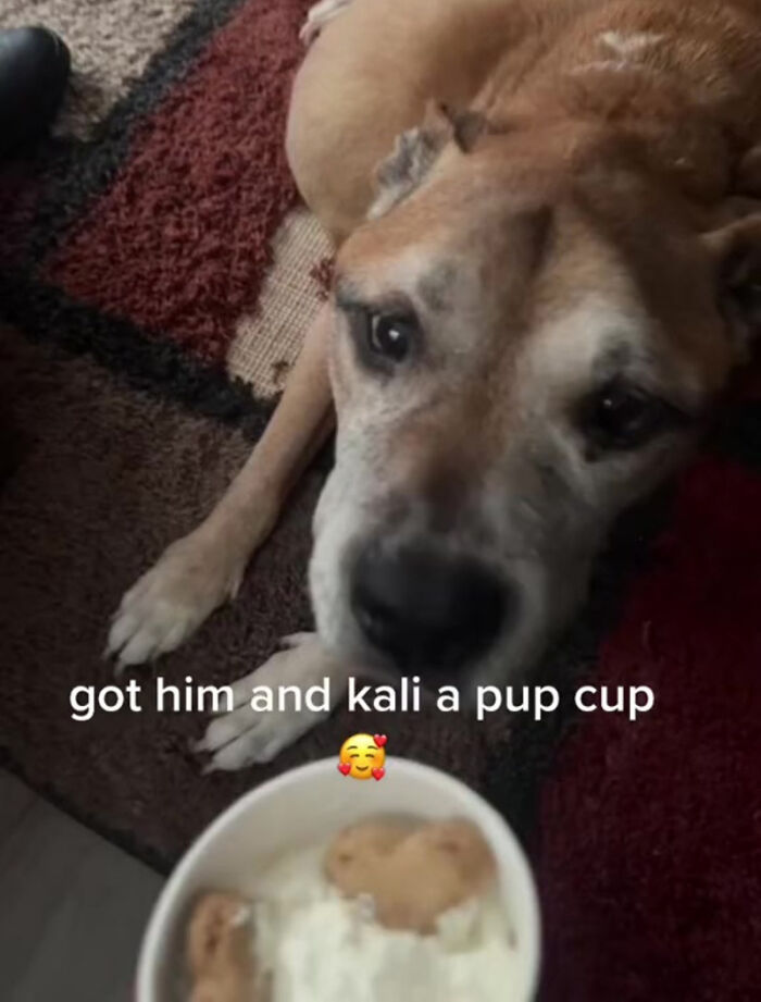 TikTok User Shared Emotional Last Day With Her Dog, Touched Almost 10 Million People Online