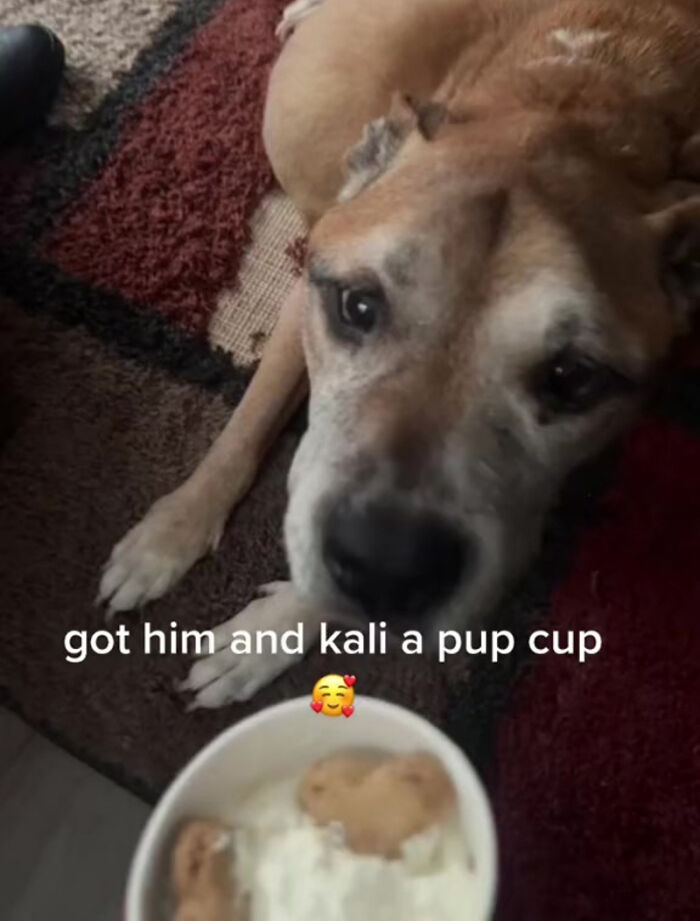 TikTok User Shared Emotional Last Day With Her Dog, Touched Almost 10 Million People Online TikTok User Shared Emotional Last Day With Her Dog, Touched Almost 10 Million People Online