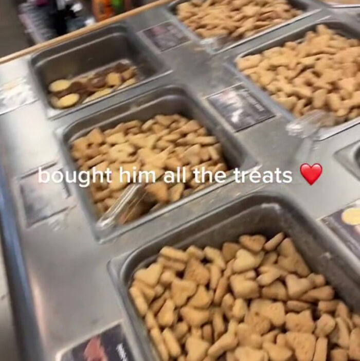 TikTok User Shared Emotional Last Day With Her Dog, Touched Almost 10 Million People Online TikTok User Shared Emotional Last Day With Her Dog, Touched Almost 10 Million People Online