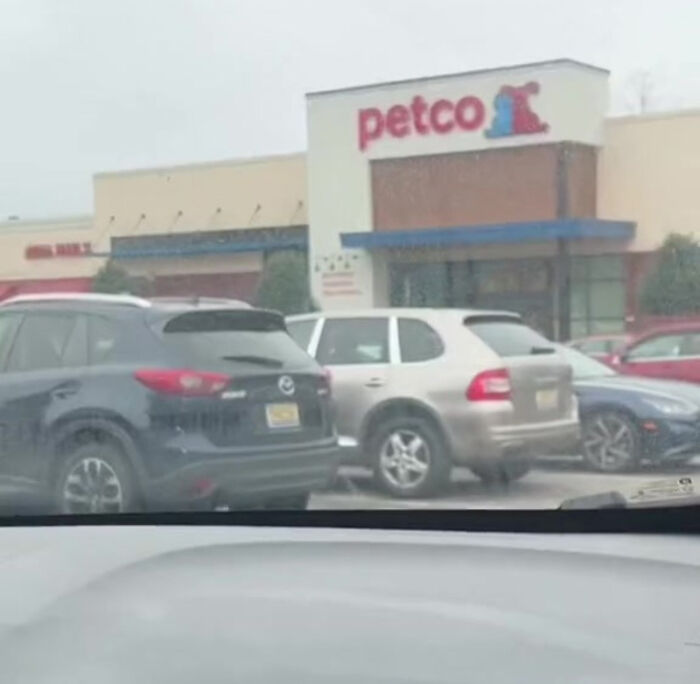 TikTok User Shared Emotional Last Day With Her Dog, Touched Almost 10 Million People Online TikTok User Shared Emotional Last Day With Her Dog, Touched Almost 10 Million People Online