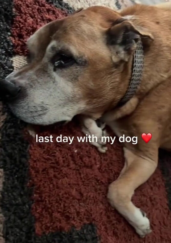 TikTok User Shared Emotional Last Day With Her Dog, Touched Almost 10 Million People Online TikTok User Shared Emotional Last Day With Her Dog, Touched Almost 10 Million People Online