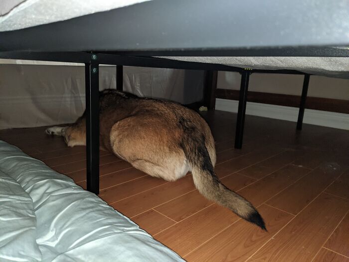 Monster Under The Bed... This Is A 70ish Lbs Lab/Shepard Mix Affectionately Nicknamed Monster Who Climbed Under My Bed In The Middle Of The Night For No Apparent Reason