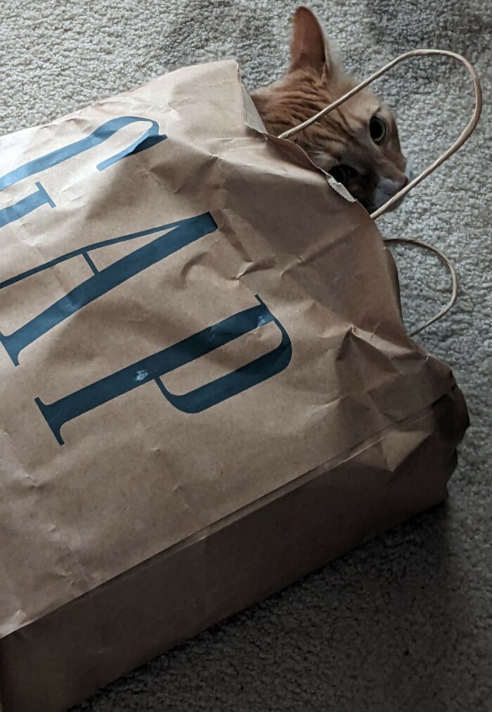The Cat's...𝘪𝘯 The Bag?
