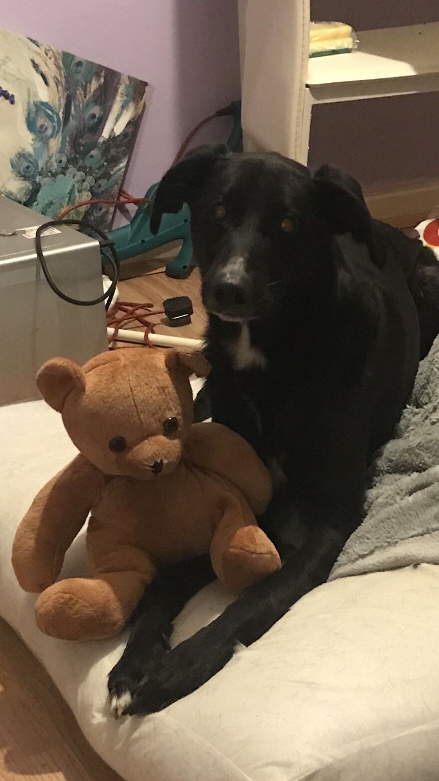 Pandas Show Me Your Pets Loving Their Plushies