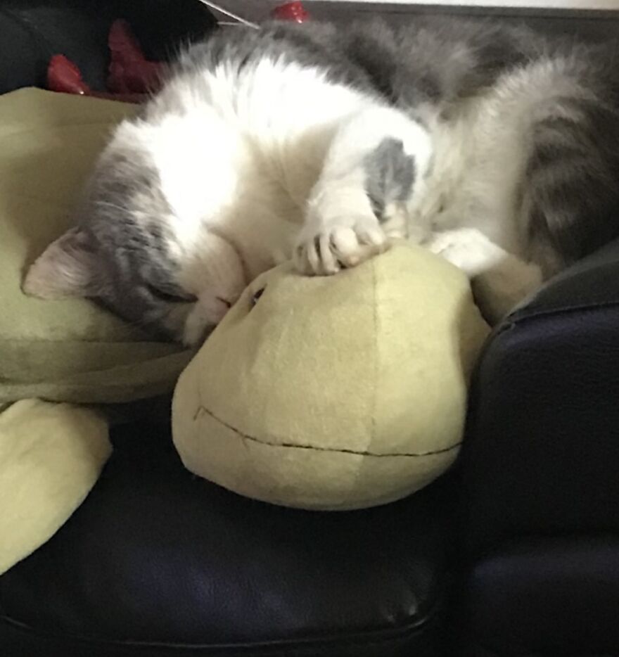 Pandas Show Me Your Pets Loving Their Plushies