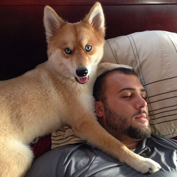 Meet Mya, The Pomeranian-Husky Mix That Looks Just Like A Little Fox (9 Pics)