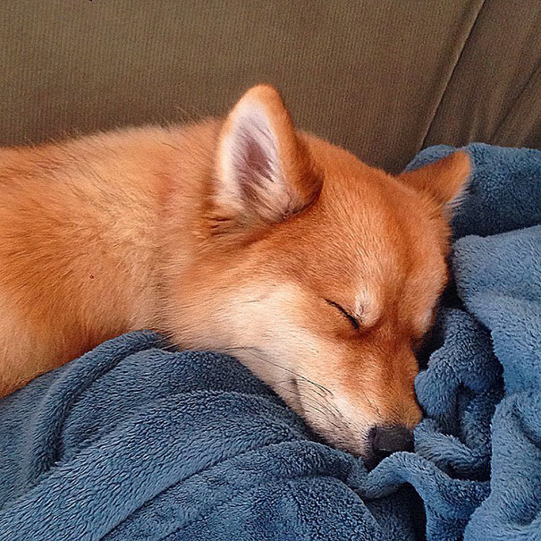 Meet Mya, The Pomeranian-Husky Mix That Looks Just Like A Little Fox (9 Pics)