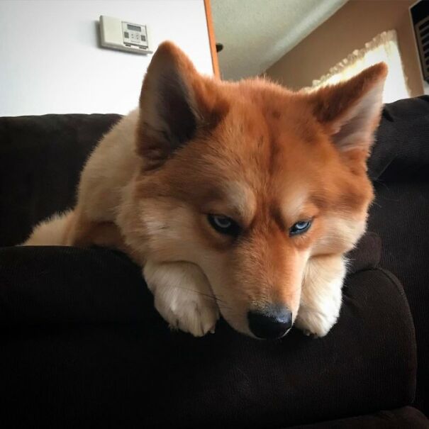 Meet Mya, The Pomeranian-Husky Mix That Looks Just Like A Little Fox (9 Pics)