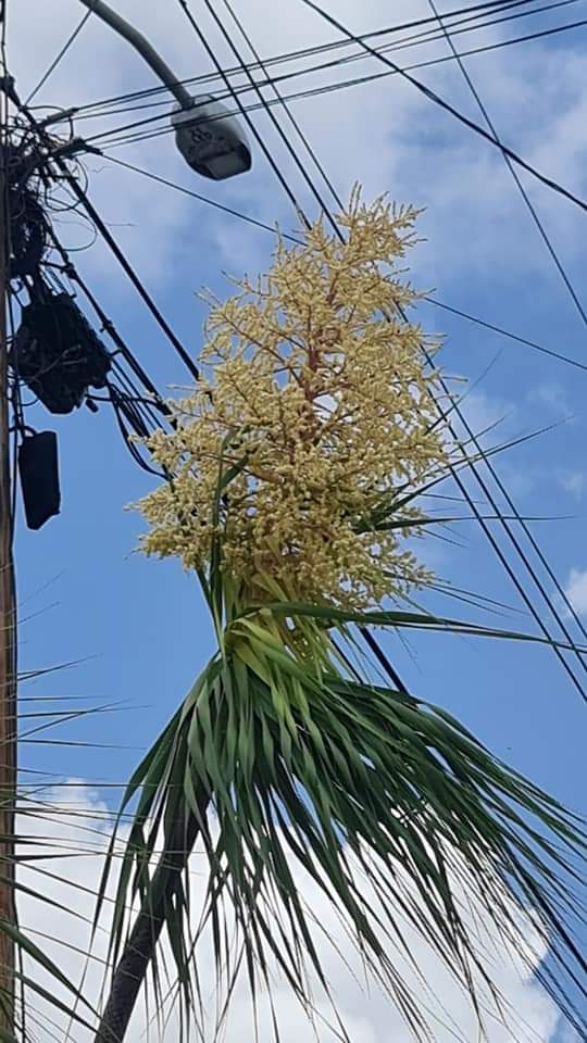 Ponytail-palm-flowers-6501baca7e56b.jpg