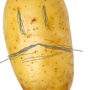 potato dictator