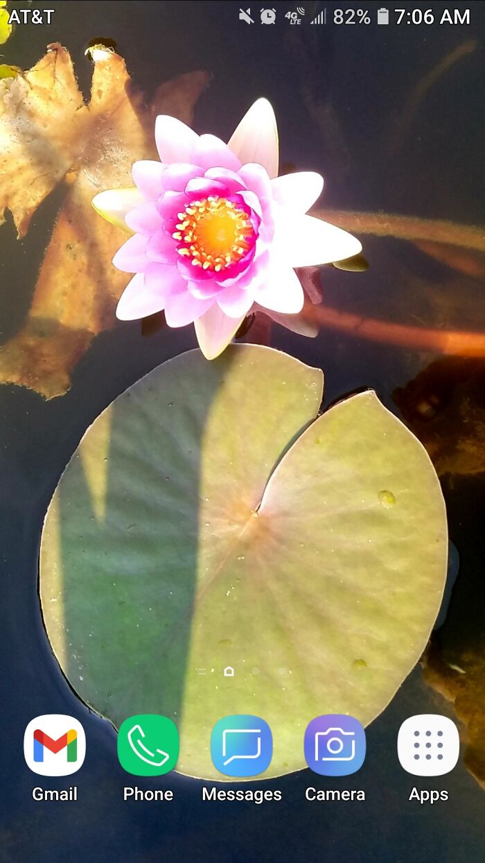 My Phone Background Is A Lotus Blooming In Our Pond