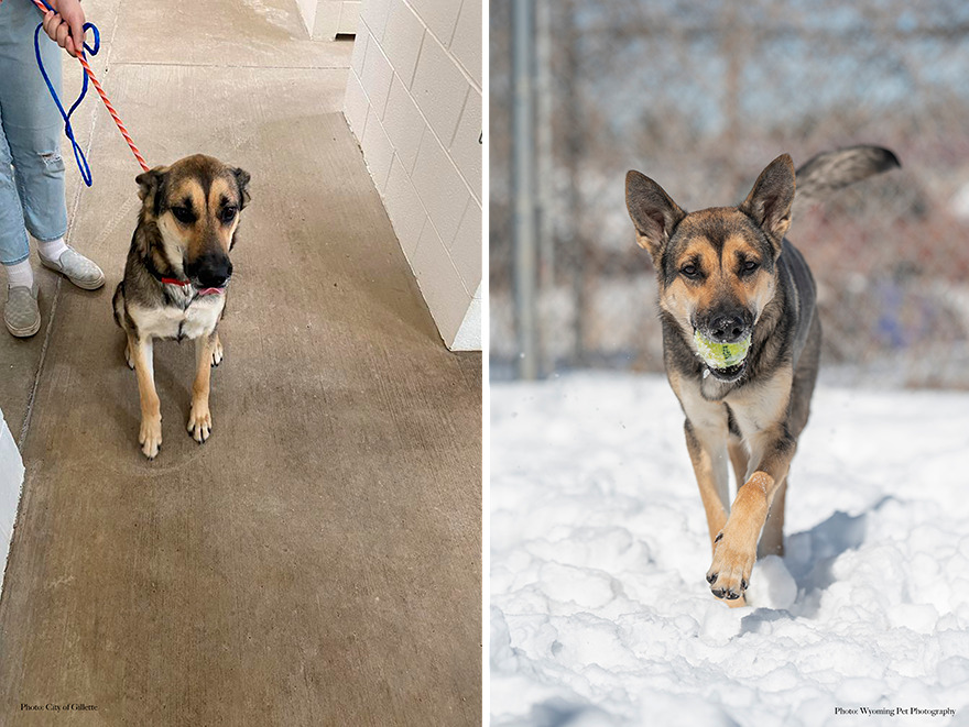 Before and after shots of Arya, a shelter dog's photo getting retaken