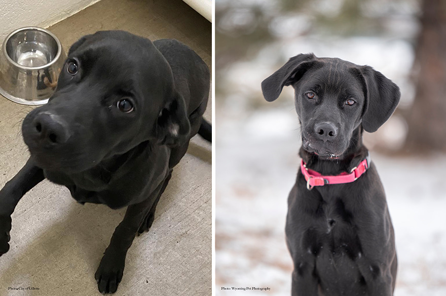 Before and after shots of Barnaby, a shelter dog's photo getting retaken