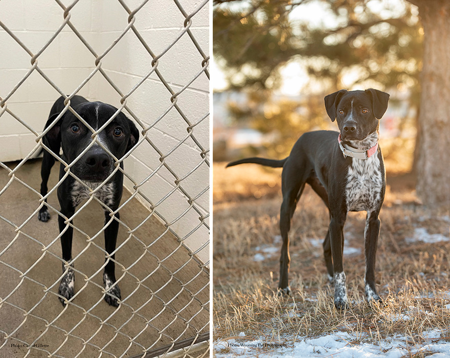 Before and after shots of Bean, a shelter dog's photo getting retaken