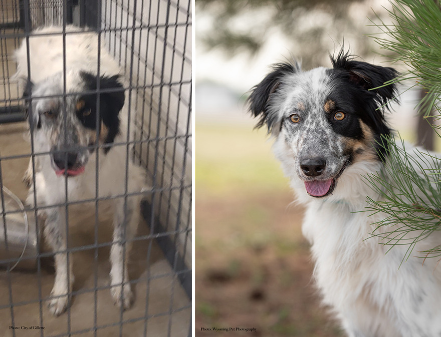 Before and after shots of Bingo, a shelter dog's photo getting retaken