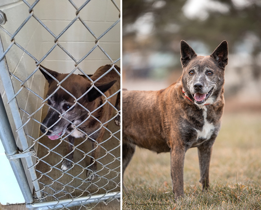 Before and after shots of Candy, a shelter dog's photo getting retaken
