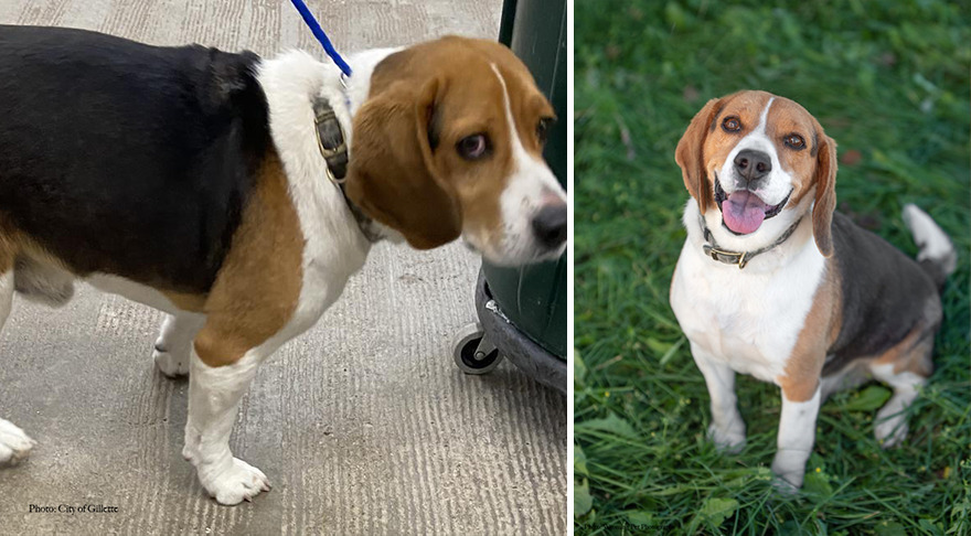 Before and after shots of Chance, a shelter dog's photo getting retaken