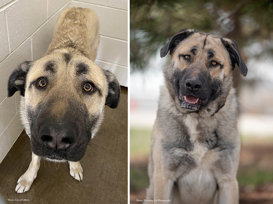 Before and after shots of Cooper, a shelter dog's photo getting retaken