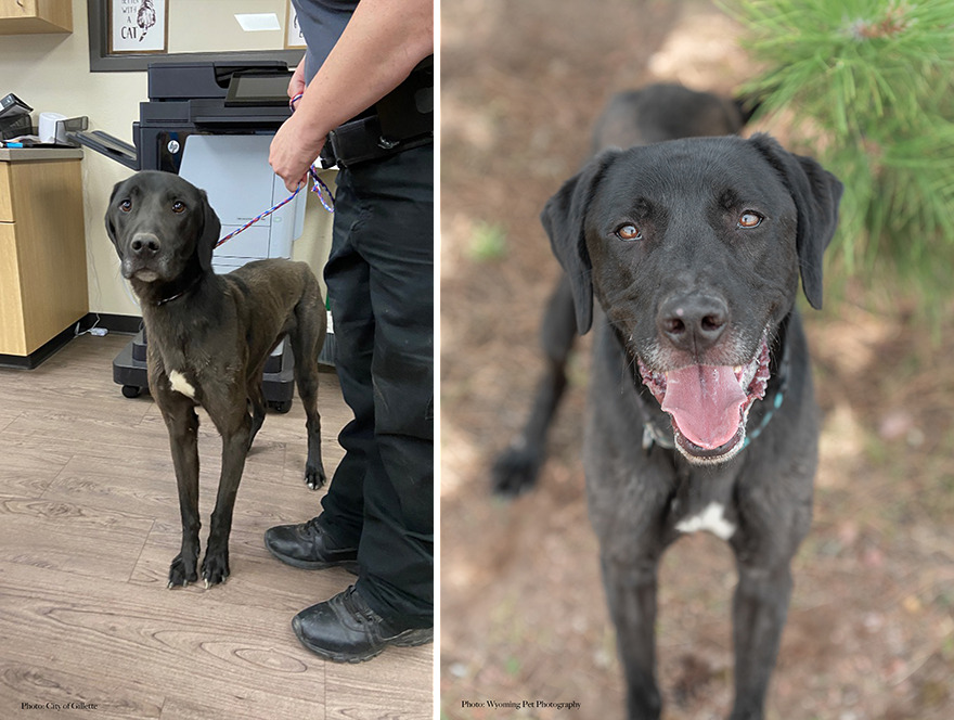 Before and after shots of Doug, a shelter dog's photo getting retaken