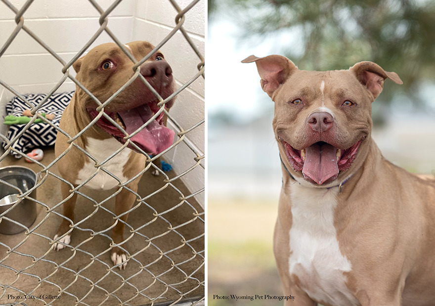 Before and after shots of Duke, a shelter dog's photo getting retaken