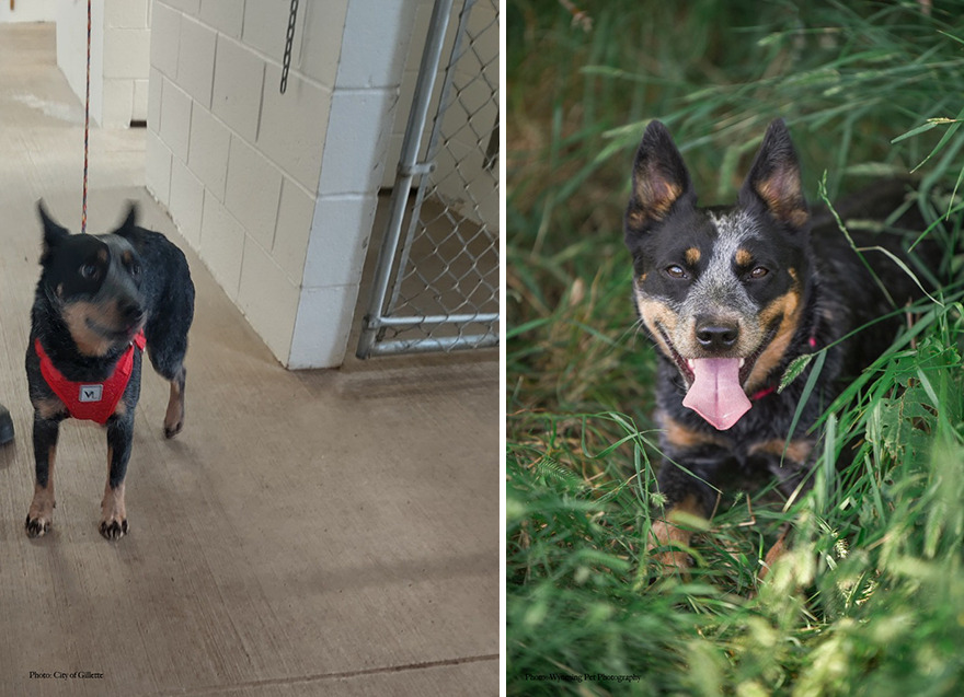 Before and after shots of Jessie, a shelter dog's photo getting retaken