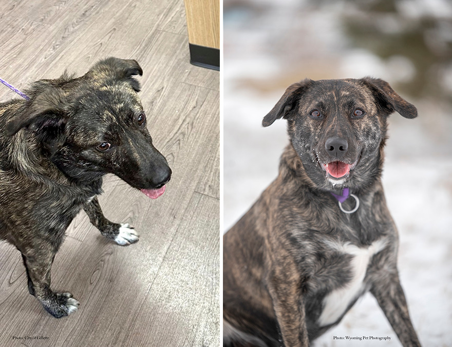 Before and after shots of Marlowe, a shelter dog's photo getting retaken