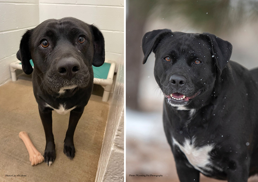 Before and after shots of Mia, a shelter dog's photo getting retaken