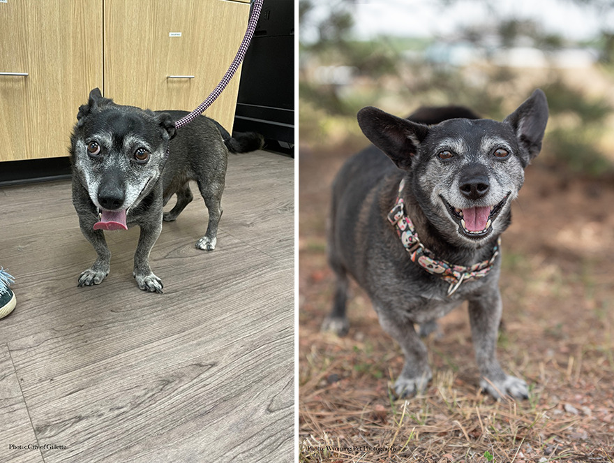 Before and after shots of Minion, a shelter dog's photo getting retaken