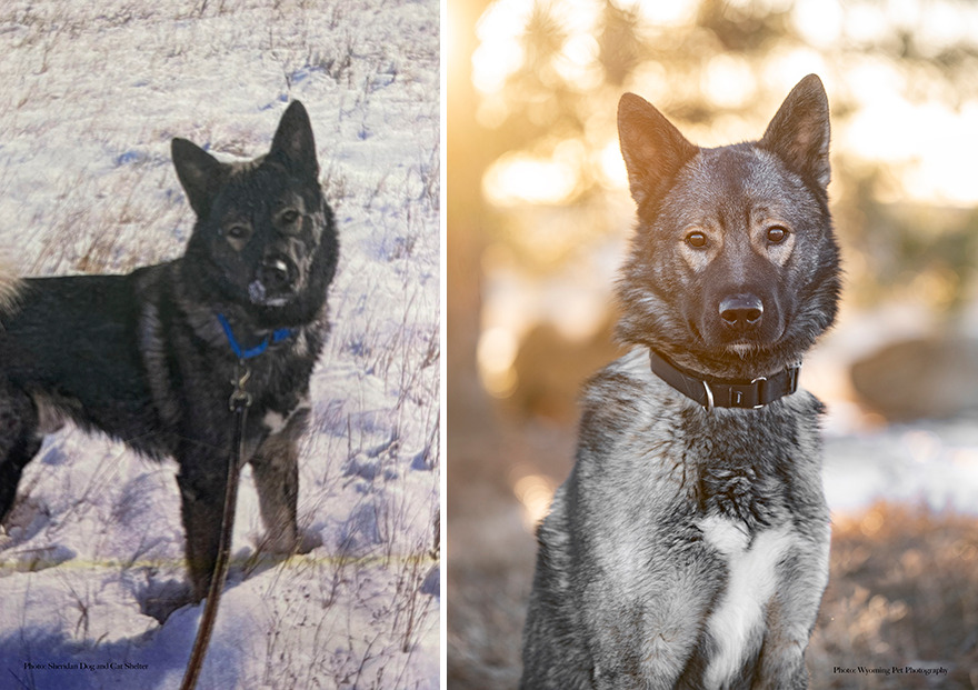 Before and after shots of Peak, a shelter dog's photo getting retaken