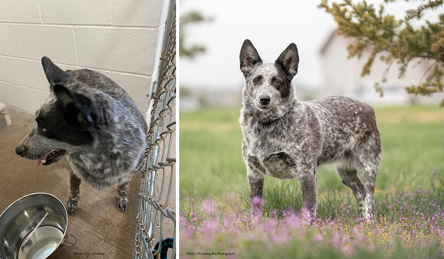 Before and after shots of Peggy, a shelter dog's photo getting retaken