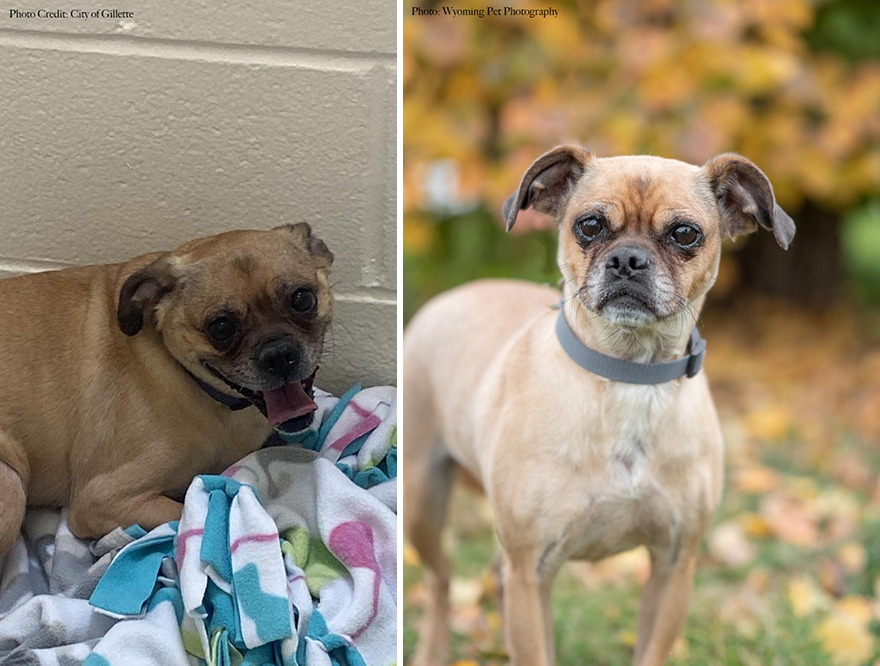Before and after shots of Sis, a shelter dog's photo getting retaken