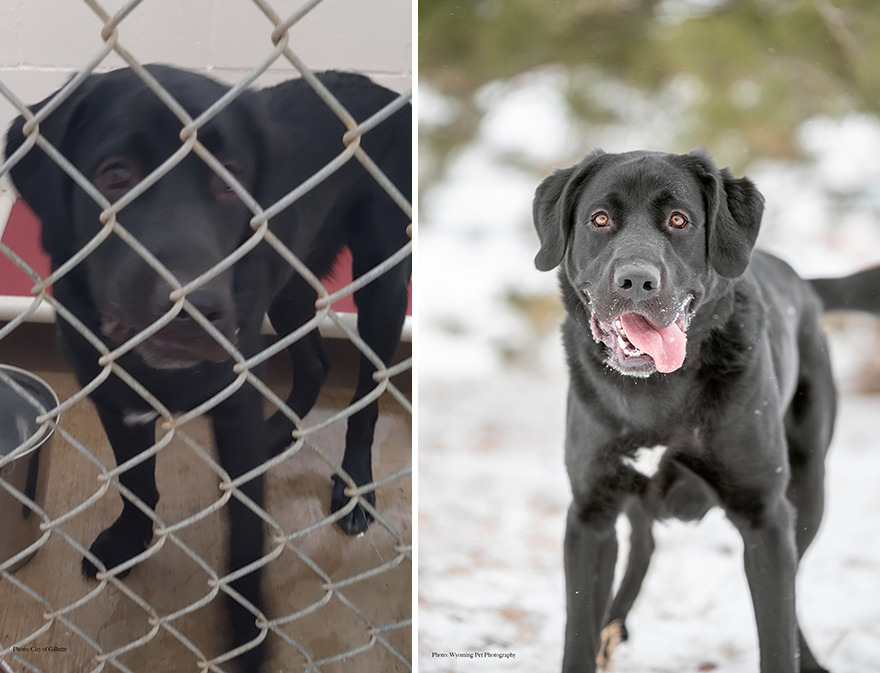 Before and after shots of Thor, a shelter dog's photo getting retaken