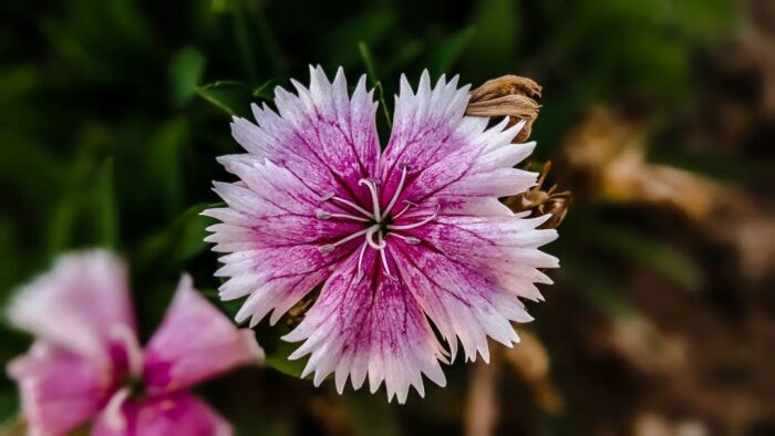 Close up of Dianthus chinensis Close up of Dianthus chinensis