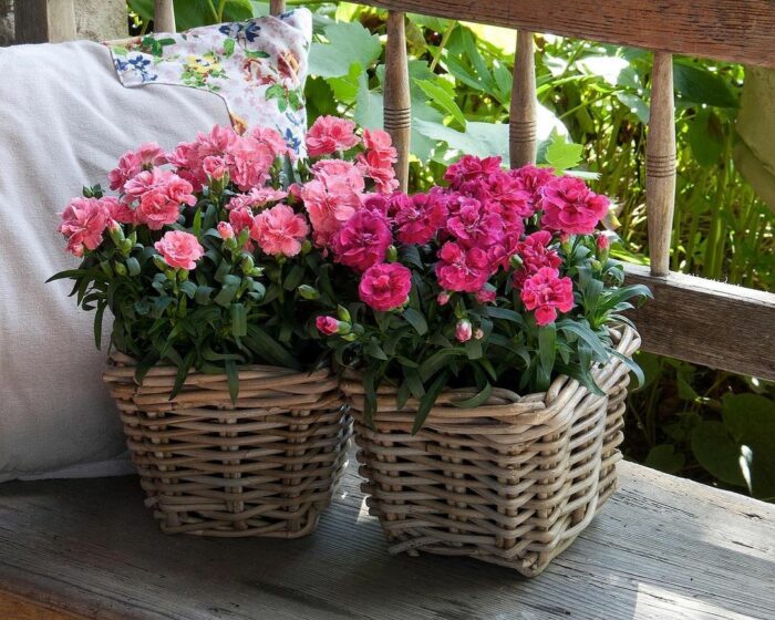 Dianthus flowers in baskets on the chair with pillow