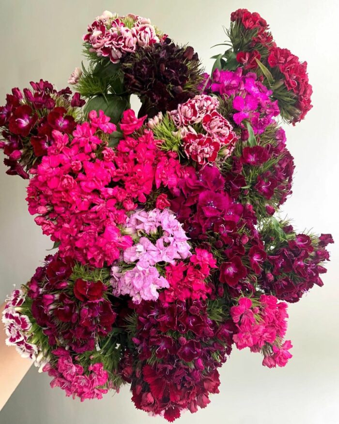 Colorful dianthus bouquet Colorful dianthus bouquet