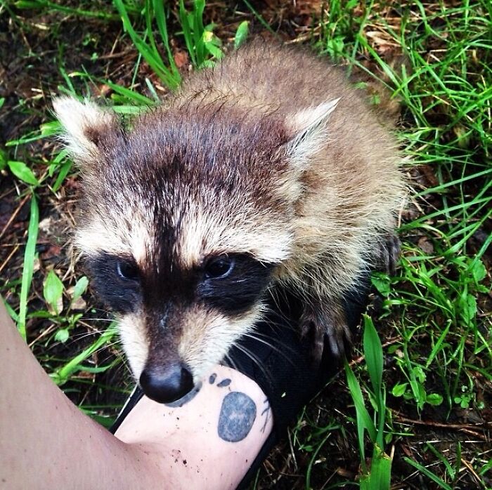 This Adorable Baby Racoon Meeco Was Saved From Drowning