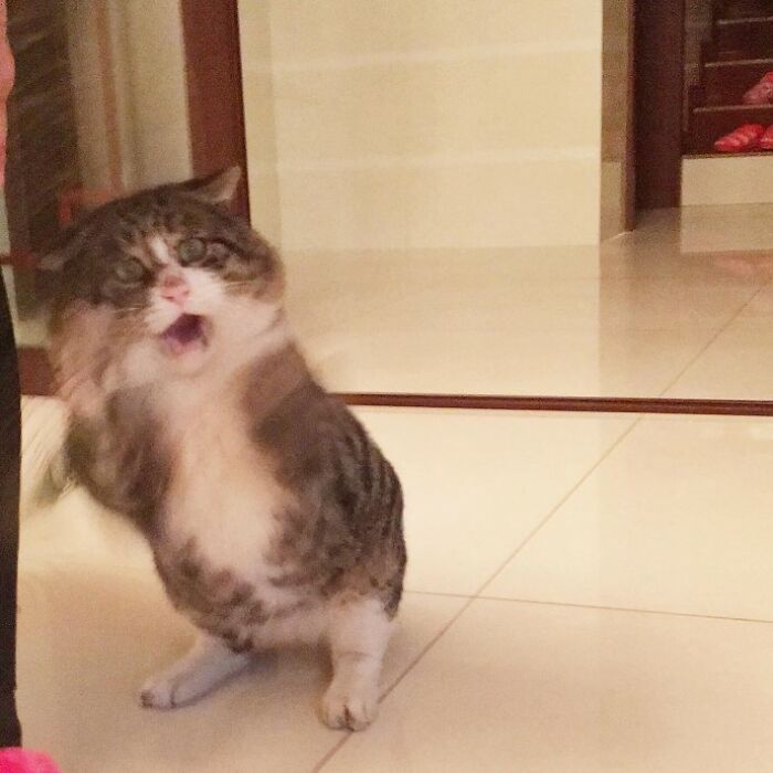 Meet Ah Fei, The Cat Who Deserves An Oscar For His Hilariously Dramatic Reactions (14 Pics)